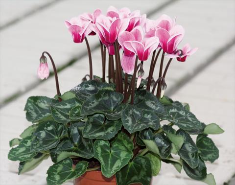 photo of flower to be used as: Pot Cyclamen persicum Goblet Shine Wine Red
