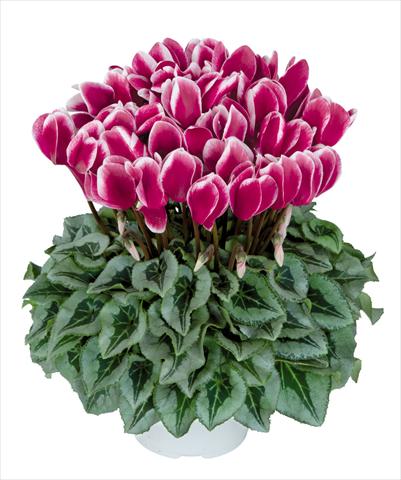 photo of flower to be used as: Pot Cyclamen persicum Halios fantasia Magenta Decora