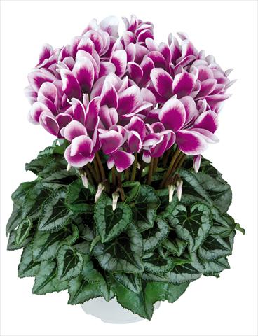 photo of flower to be used as: Pot Cyclamen persicum Halios Fantasia Violet Foncé Decora