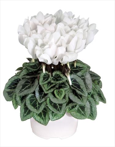 photo of flower to be used as: Pot Cyclamen persicum Metis Blanc Pur