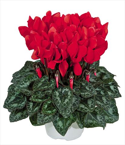 photo of flower to be used as: Pot Cyclamen persicum Tianis Rouge Ecalate