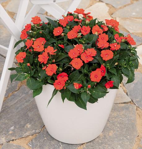 photo of flower to be used as: Pot and bedding Impatiens hawkerii Sunpatiens Compact Electric Orange