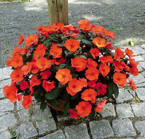 photo of flower to be used as: Pot and bedding Impatiens hawkerii SunPatiens Compact Hot Coral