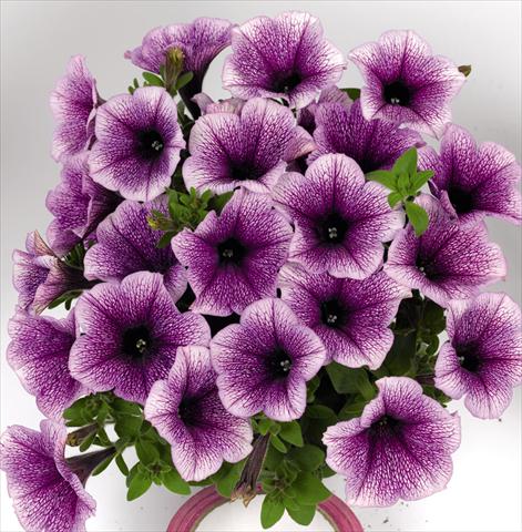 photo of flower to be used as: Bedding pot or basket Petunia hybrida Poptunia Blue Vein