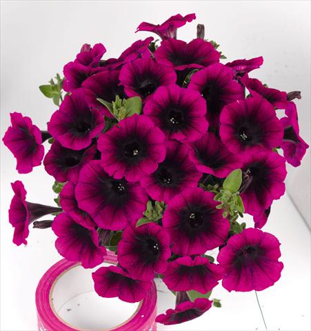 photo of flower to be used as: Bedding pot or basket Petunia hybrida Poptunia Deep Raspberry