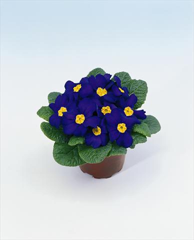 photo of flower to be used as: Basket / Pot Primula acaulis, veris, vulgaris Select Blue