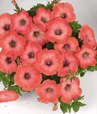 photo of flower to be used as: Bedding pot or basket Petunia hybrida Poptunia Orange