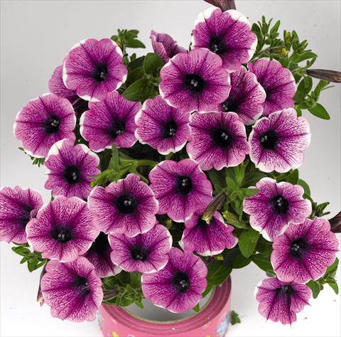 photo of flower to be used as: Bedding pot or basket Petunia hybrida Petunia hybrida Poptunia White Merlot