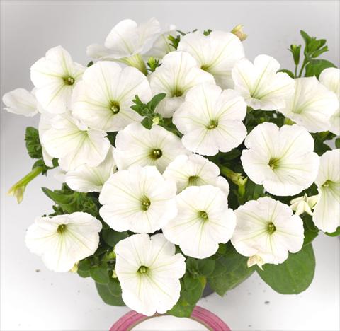 photo of flower to be used as: Bedding pot or basket Petunia hybrida Poptunia White
