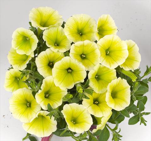 photo of flower to be used as: Bedding pot or basket Petunia hybrida Poptunia Yellow