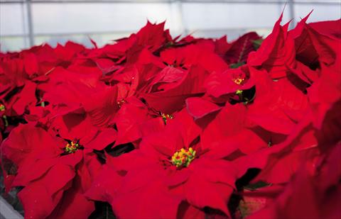 photo of flower to be used as: Pot Poinsettia - Euphorbia pulcherrima North Star