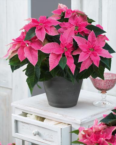 photo of flower to be used as: Pot Poinsettia - Euphorbia pulcherrima Princettia Hot Pink