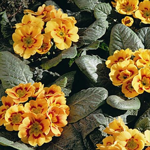 photo of flower to be used as: Basket / Pot Primula acaulis, veris, vulgaris Sphinx Apricot