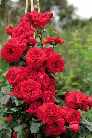 photo of flower to be used as: Pot and bedding Rosa rampicante GPT Negresco