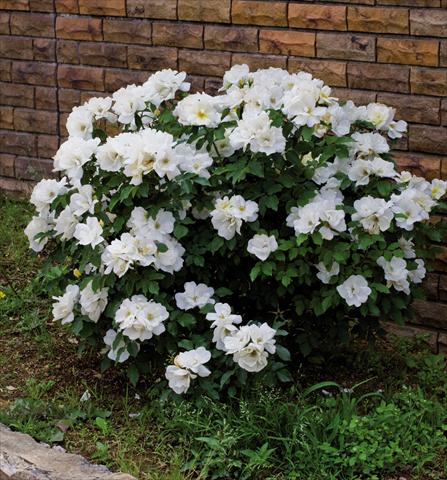 photo of flower to be used as: Pot and bedding Rosa floribunda Knock Out White