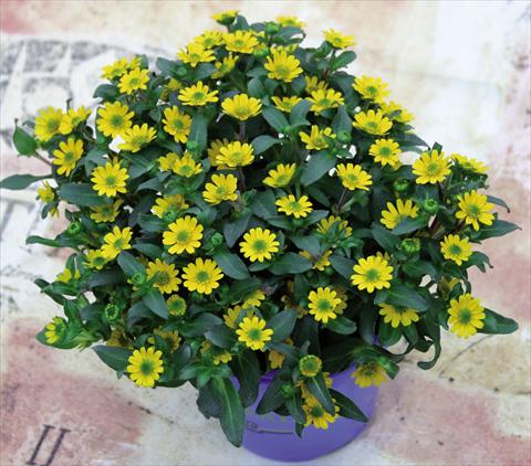 photo of flower to be used as: Pot Sanvitalia Sanvitana Compact