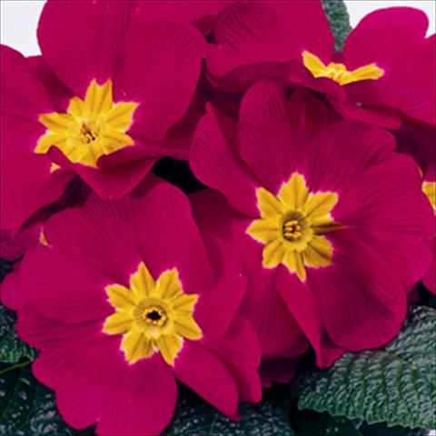 photo of flower to be used as: Basket / Pot Primula acaulis, veris, vulgaris Meridian Carmine