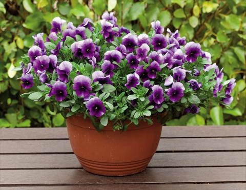 photo of flower to be used as: Bedding pot or basket Viola wittrockiana Superba Basket Beaconsfield
