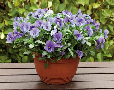 photo of flower to be used as: Bedding pot or basket Viola wittrockiana Superba Basket True Blue