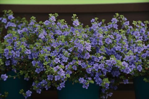 photo of flower to be used as: Pot and bedding Bacopa (Sutera cordata) Bacopa fiore doppio bianco e blu mix