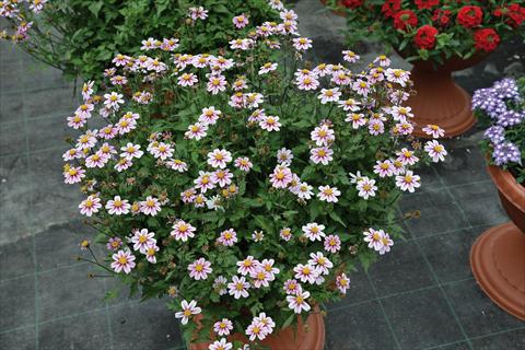 photo of flower to be used as: Pot and bedding Bidens ferulifolia Dawn Star bicolore