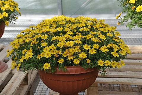 photo of flower to be used as: Pot and bedding Bidens ferulifolia Spider Yellow