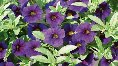 photo of flower to be used as: Bedding pot or basket Calibrachoa Kabloom Blu