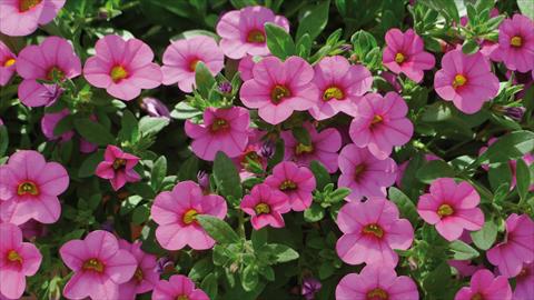 photo of flower to be used as: Bedding pot or basket Calibrachoa Kabloom Pink