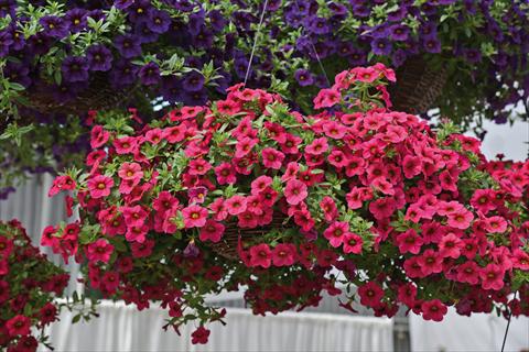 photo of flower to be used as: Bedding pot or basket Calibrachoa Kabloom Rose