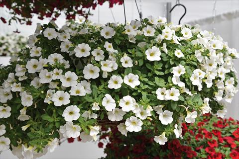 photo of flower to be used as: Bedding pot or basket Calibrachoa Kabloom White