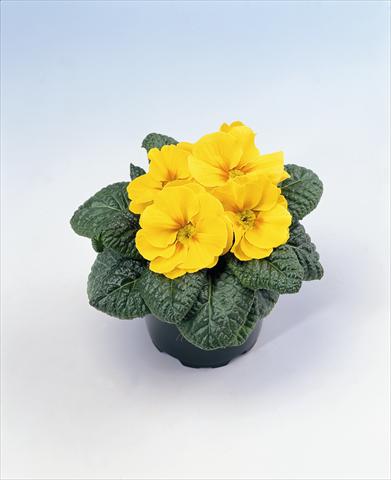 photo of flower to be used as: Basket / Pot Primula acaulis, veris, vulgaris Salome Golden Yellow