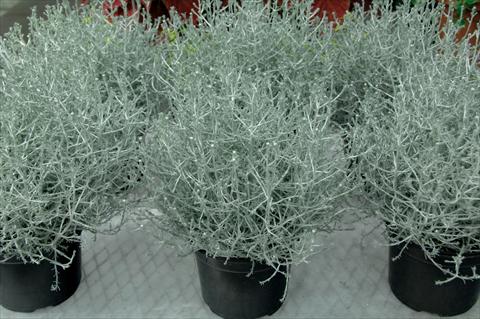 photo of flower to be used as: Bedding pot or basket Calocephalus brownii Silver Stone