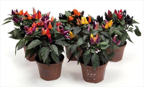 photo of flower to be used as: Pot and bedding Capsicum annuum Fuego mix