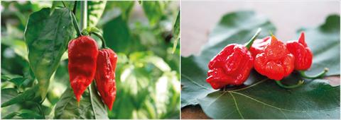 photo of flower to be used as: Pot and bedding Capsicum chinense NagaMorich RedSkorpion