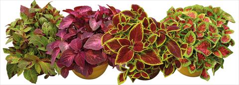 photo of flower to be used as: Pot and bedding Coleus Sun mix