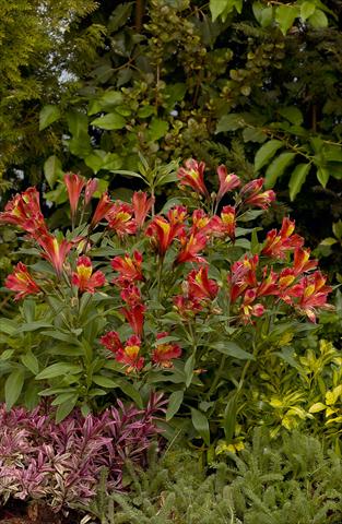 photo of flower to be used as: Bedding / border plant Alstroemeria Inca® Adore