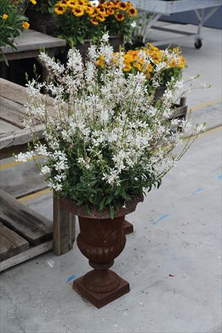 photo of flower to be used as: Pot Gaura lindheimeri Sparkle White