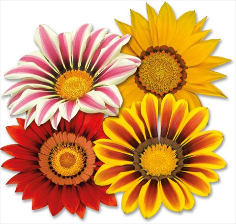 photo of flower to be used as: Pot Gazania Big Kiss mix