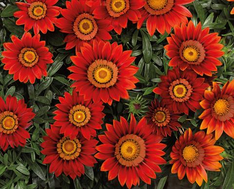 photo of flower to be used as: Pot Gazania Big Kiss Red