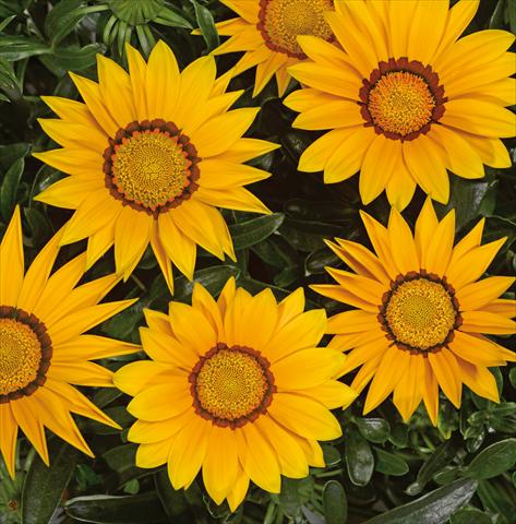 photo of flower to be used as: Pot Gazania rigens Big Kiss Yellow