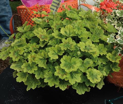 photo of flower to be used as: Pot and bedding Pelargonium odoratissimum Geranio variegato giallo-verde