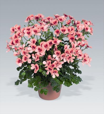 photo of flower to be used as: Basket / Pot Pelargonium crispum Angeleyes Orange