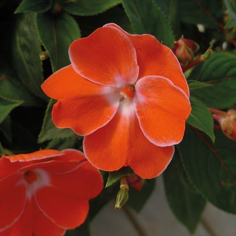 photo of flower to be used as: Pot, bedding, patio, basket Impatiens N. Guinea Paradise Sweethearth Orange