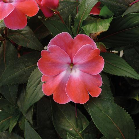 photo of flower to be used as: Pot, bedding, patio, basket Impatiens N. Guinea Paradise Sweethearth Rose