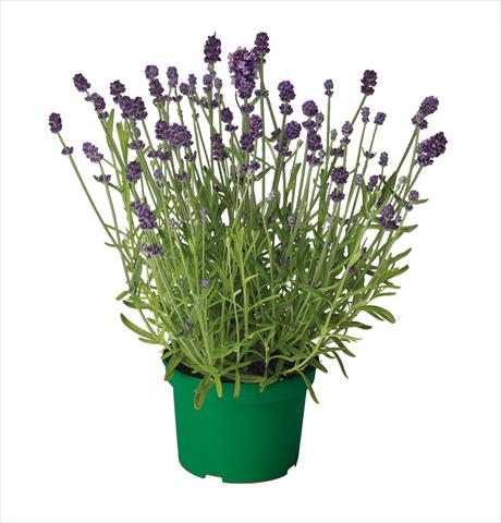 photo of flower to be used as: Pot and bedding Lavandula Ellegance Purple