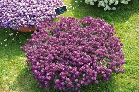 photo of flower to be used as: Pot and bedding Lobularia maritima Purple Stream