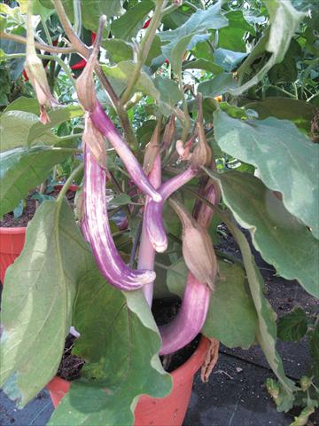 photo of flower to be used as: Pot and bedding Solanum melongena (melanzana) Melanzana Coiba