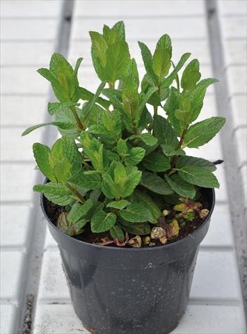 photo of flower to be used as: Pot and bedding Mentha spicata Spanish