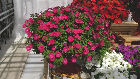 photo of flower to be used as: Bedding pot or basket Petunia hybrida Baby Gioconda Rosa scuro