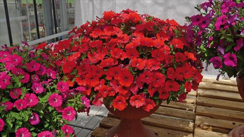 photo of flower to be used as: Bedding pot or basket Petunia hybrida Baby Gioconda Rosso